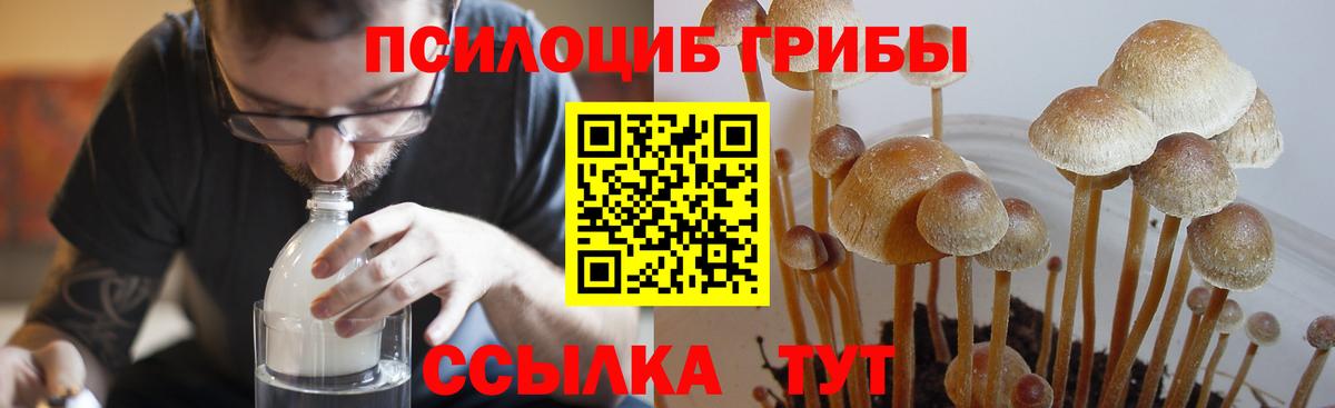 Елец  Псилоцибиновые грибы Psilocybe  Вход с VPN 
